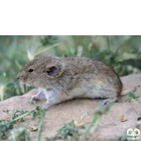 گونه ول میجر Majors Pine Vole